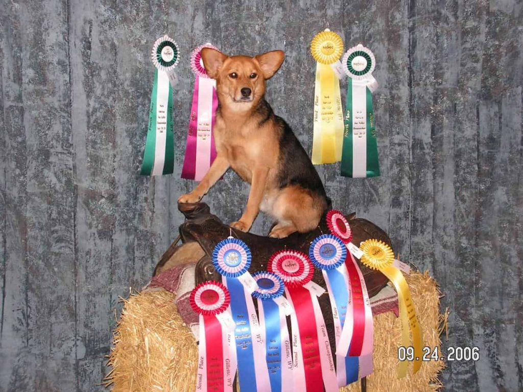 Agility dog sitting on saddle with championship ribbons