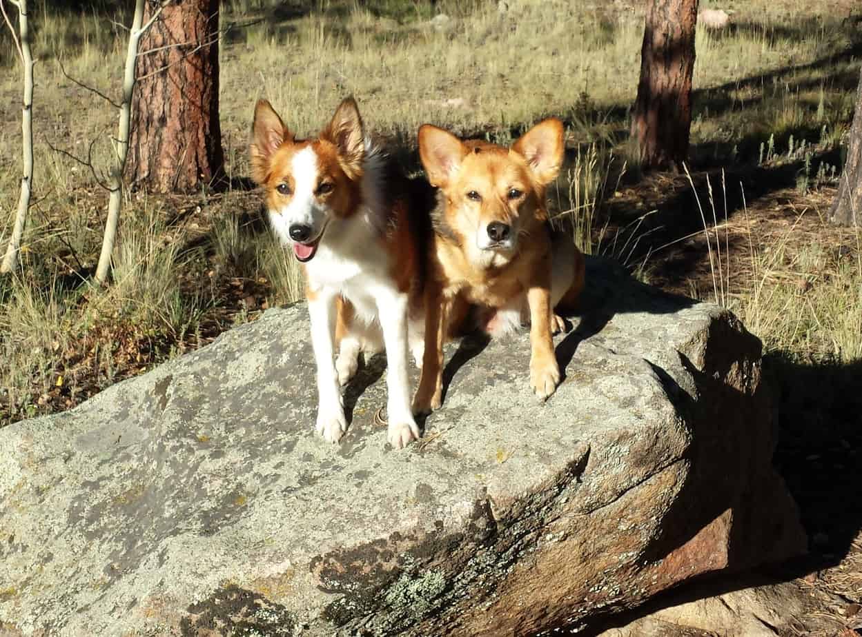 Agility dogs posing on a rock in the mountains