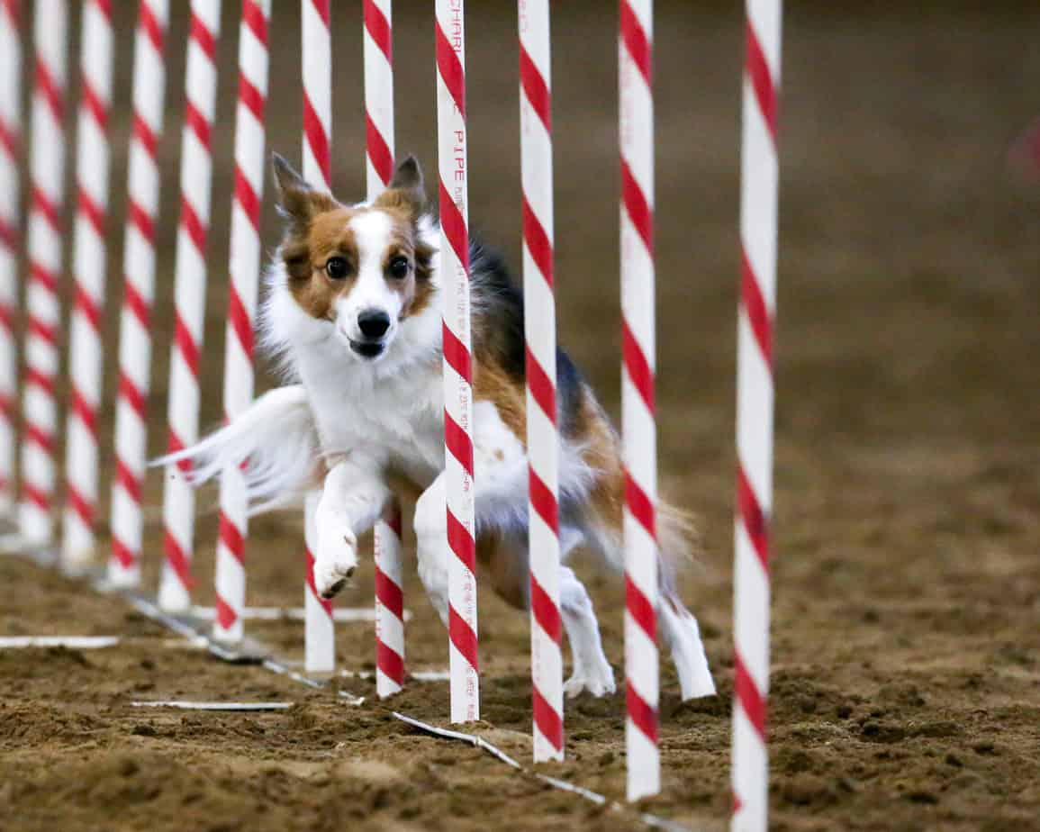 Agility dog Pixie weaving in competition