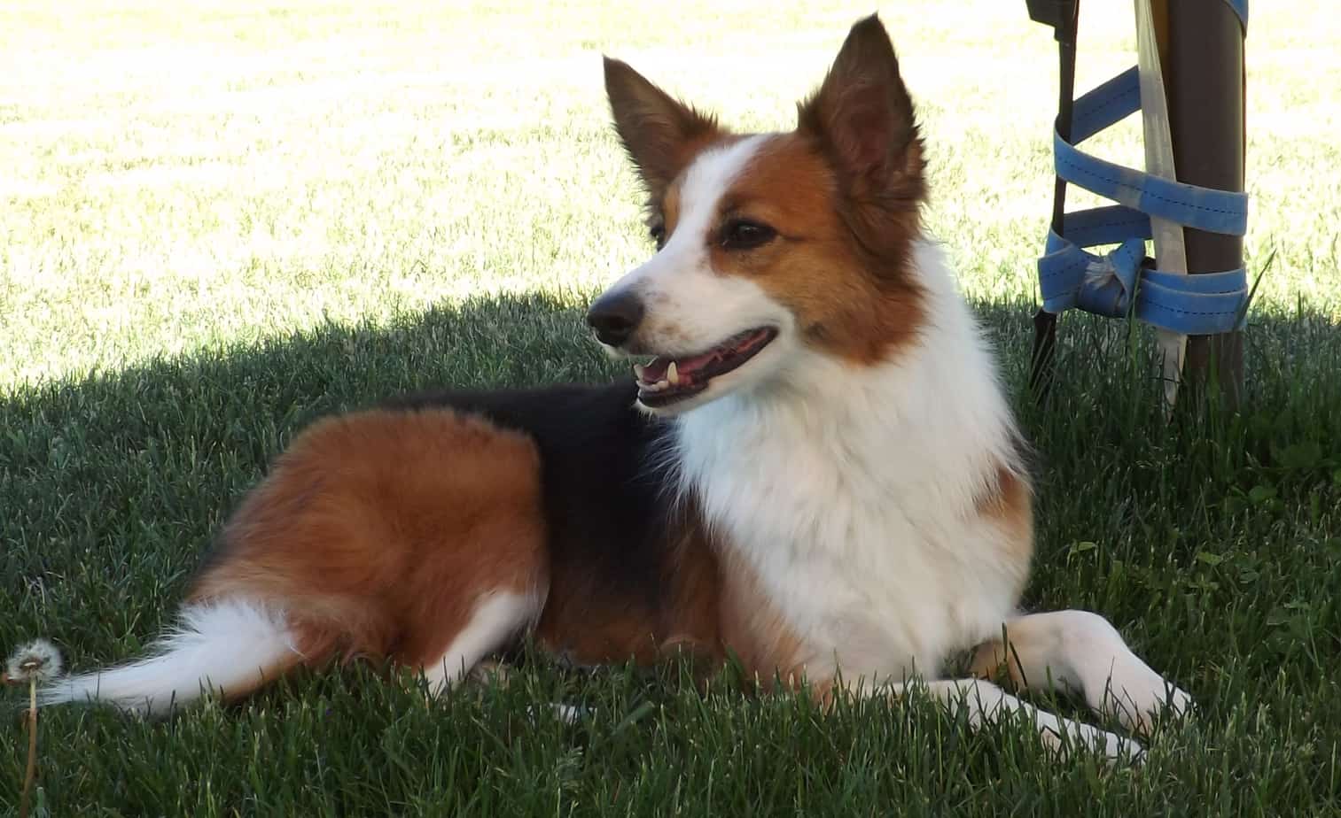 trick dog laying in the shade