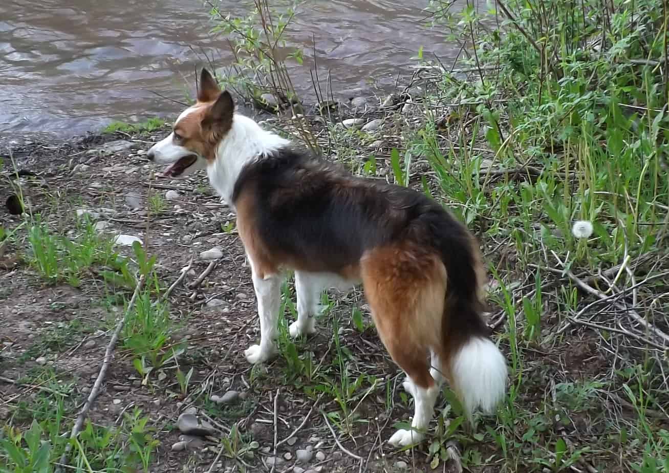 Trick dog standing by a stream