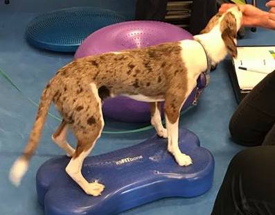 Dog standing on a canine conditioning inflatable