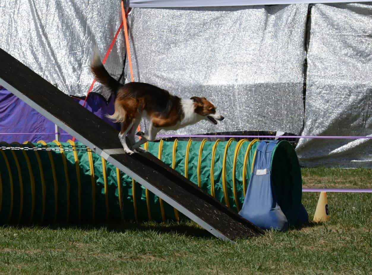 Dog running down an agility A-Frame