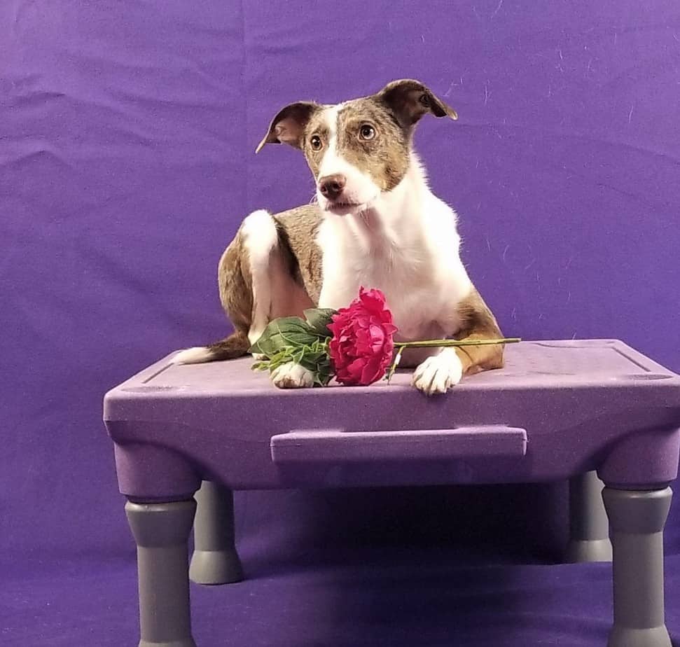 Dog on Platform with Flowers