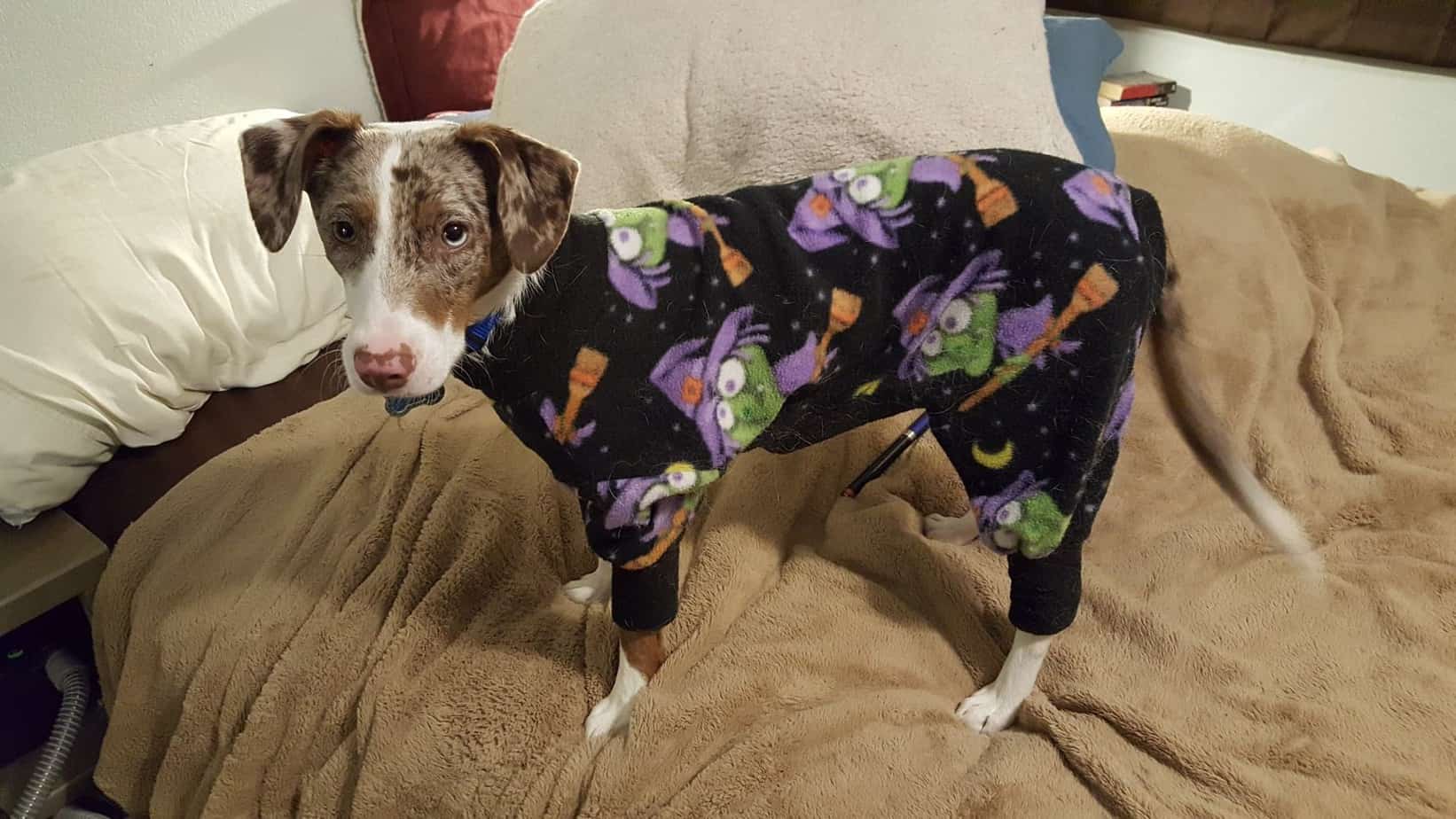 Trick dog in pajamas