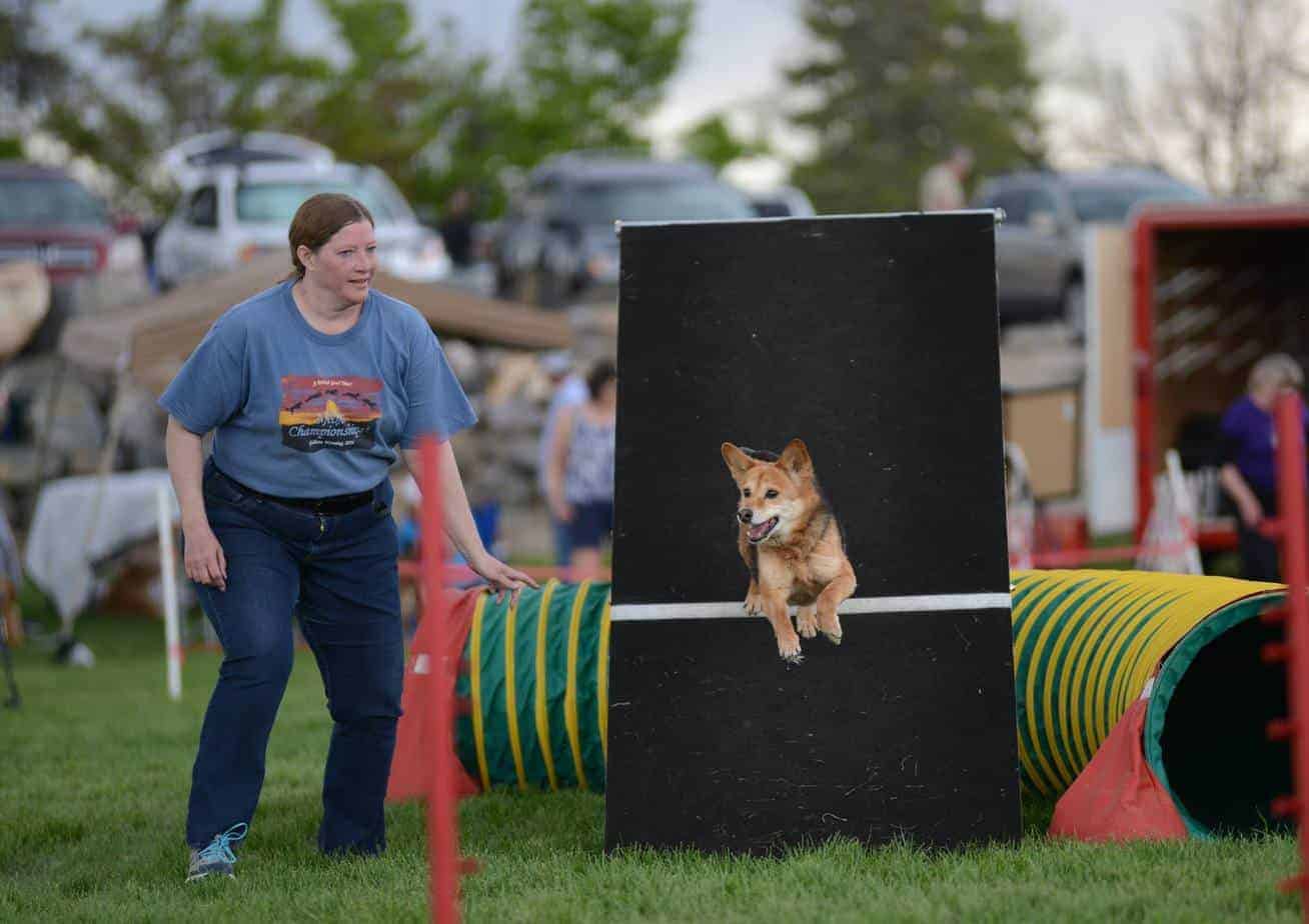 Agility Dog navigating the A-Frame