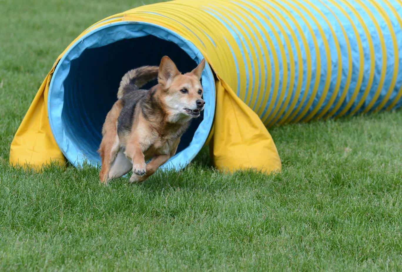 Maxx the agility dog exiting a tunnel