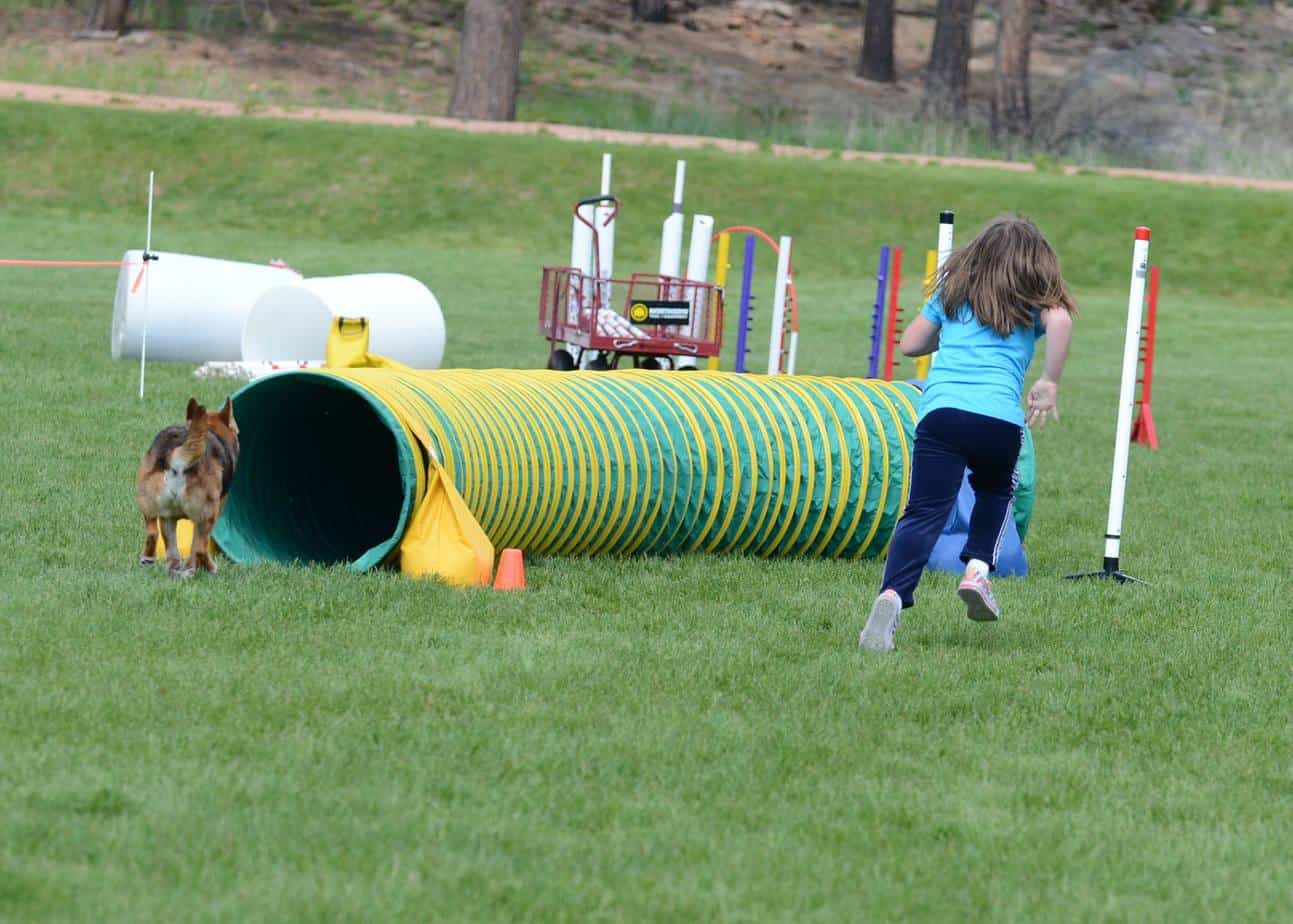 Agility dog Maxx running with a child