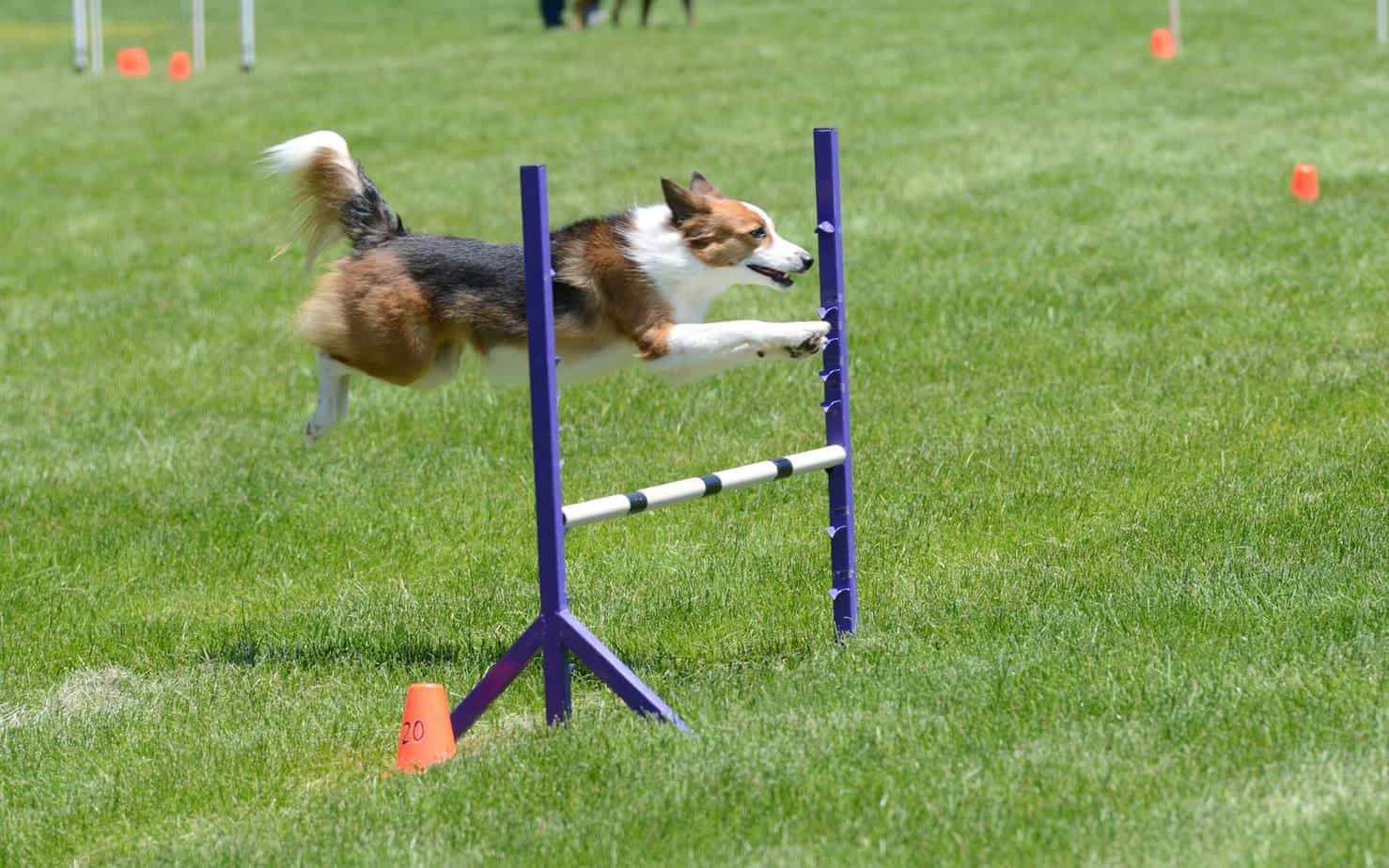 Agility dog Pixie jumping