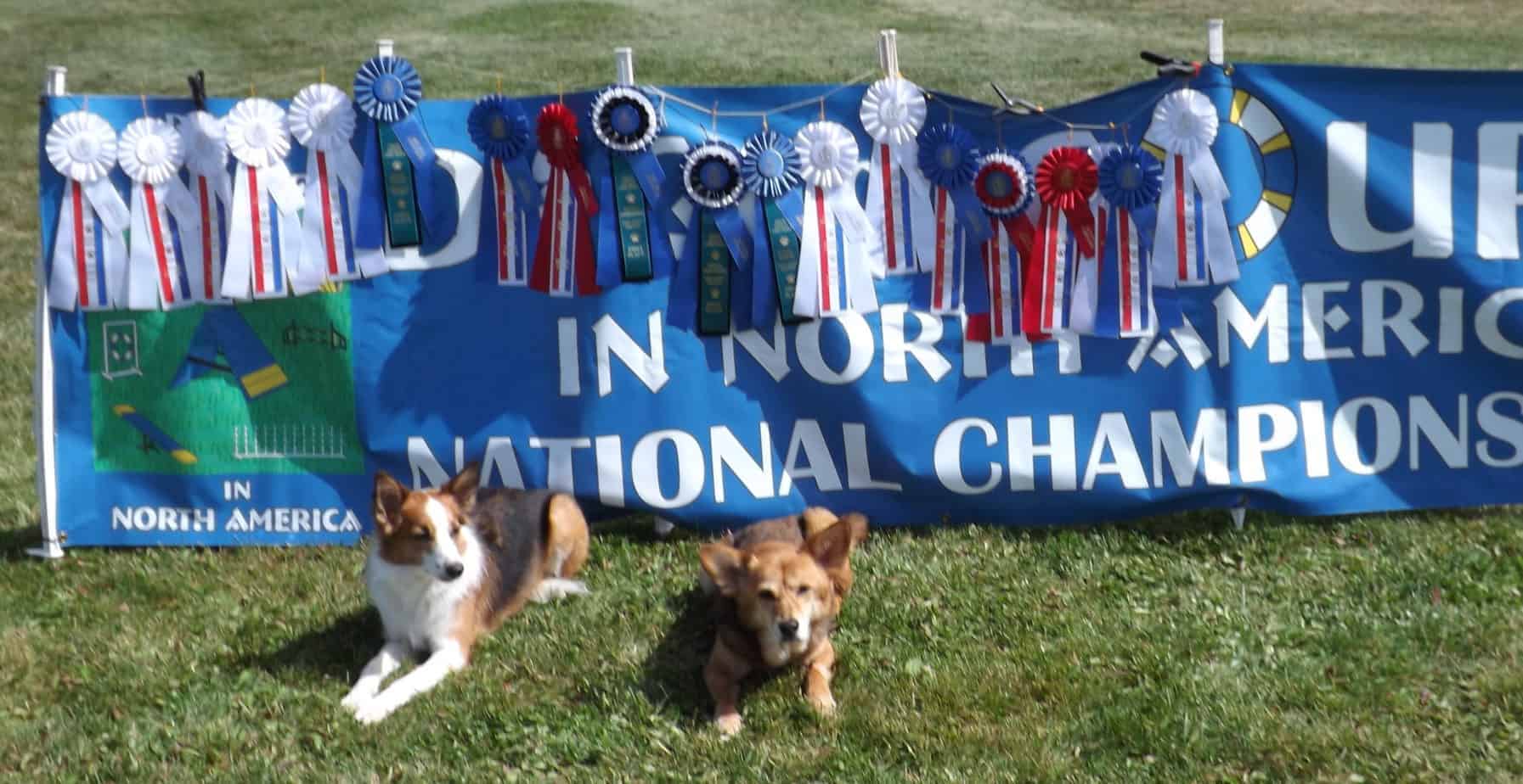 Dogs in front of National Agility Ribbons