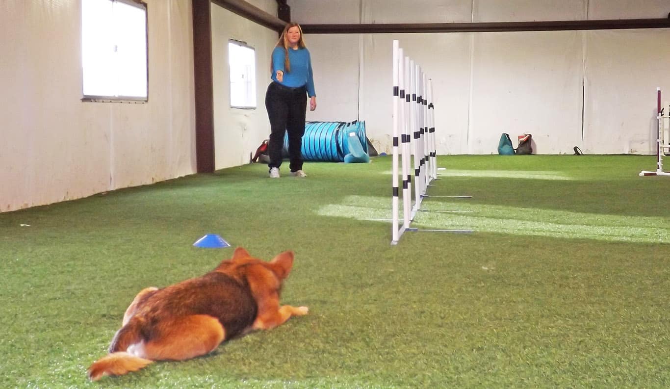 dog waiting to go through agility weave poles