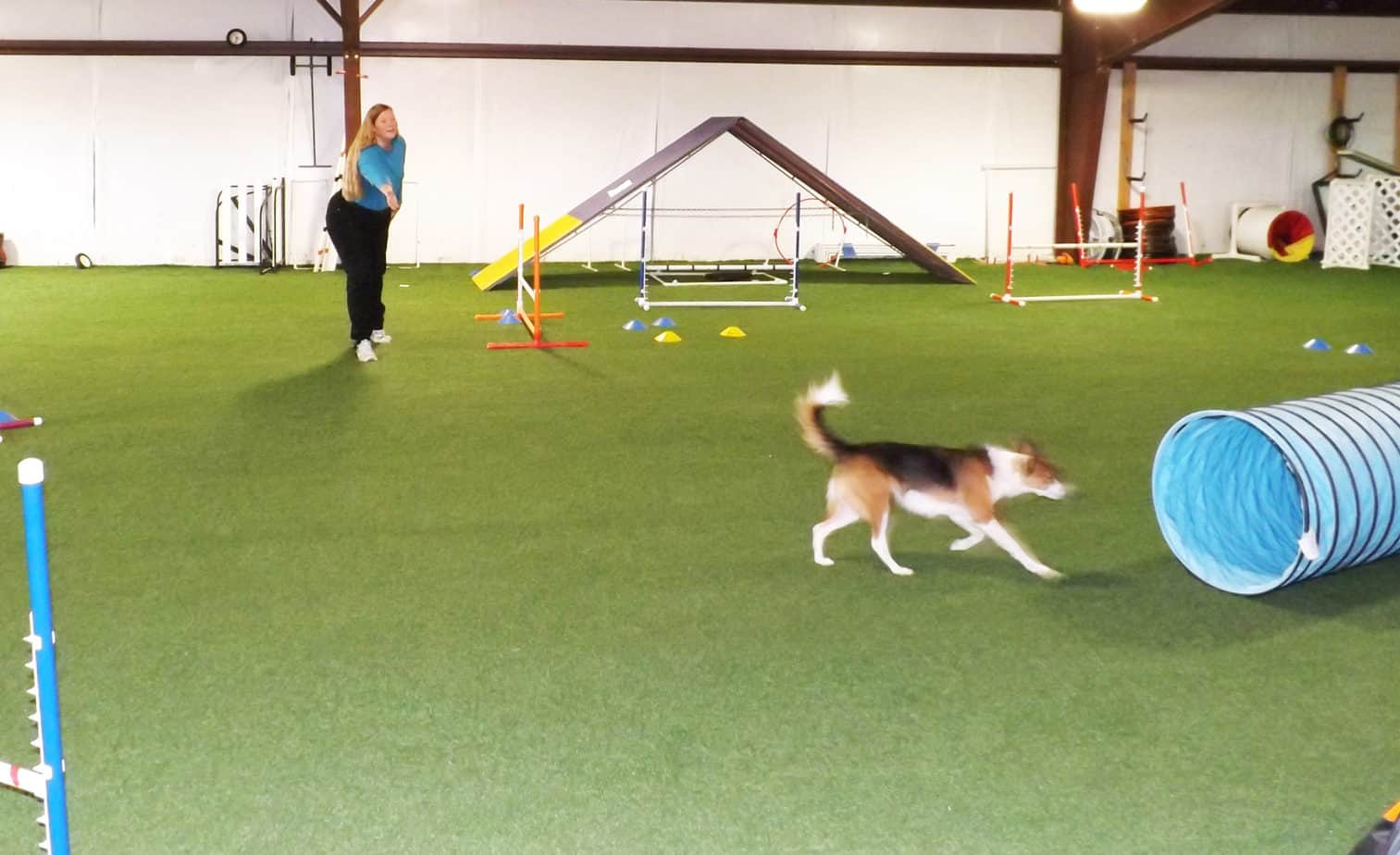 Dog running to tunnel 35 feet away