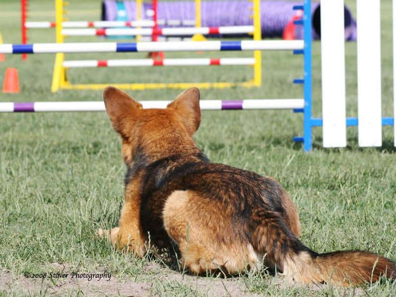 Agility dog Maxx waiting at the start line