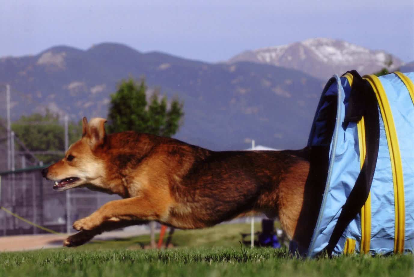 Agility dog Maxx coming out of tunnel with mountains in the background