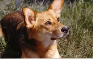 Dog laying on the grass