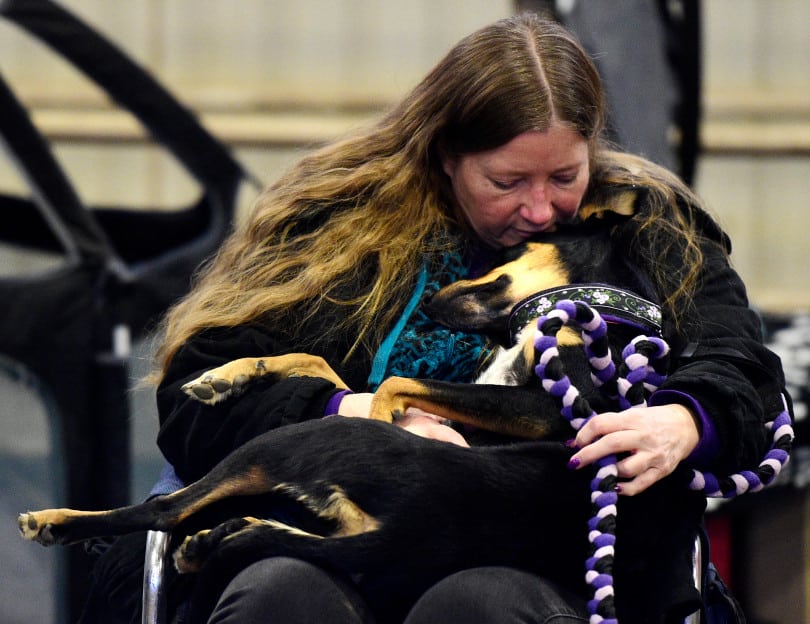 Photo of dog on owner's lap