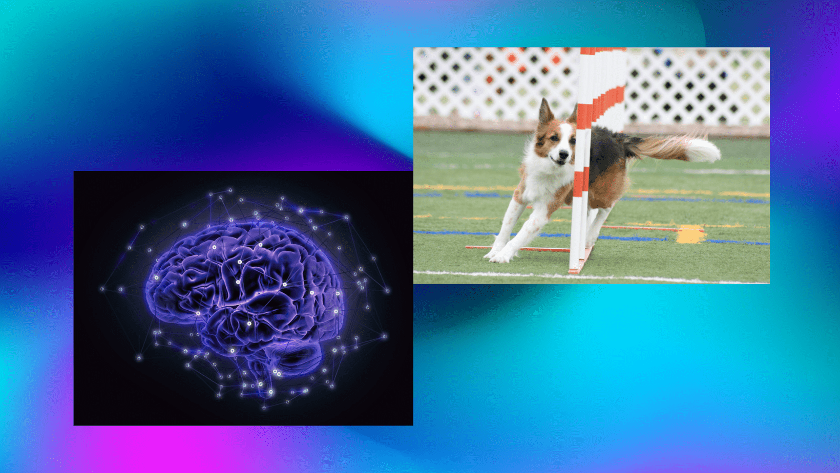 Dog Agility Isn’t Brain Surgery