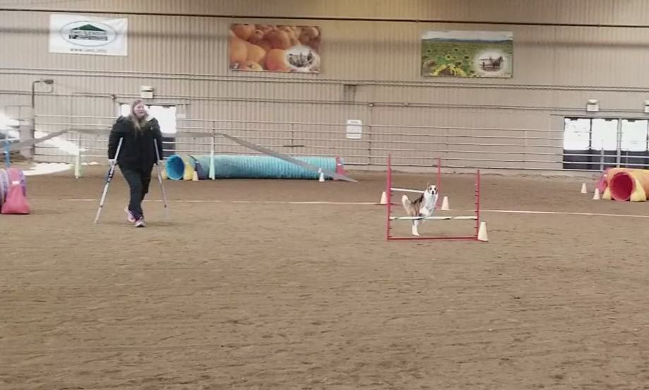 Dog running agility with handler on crutches