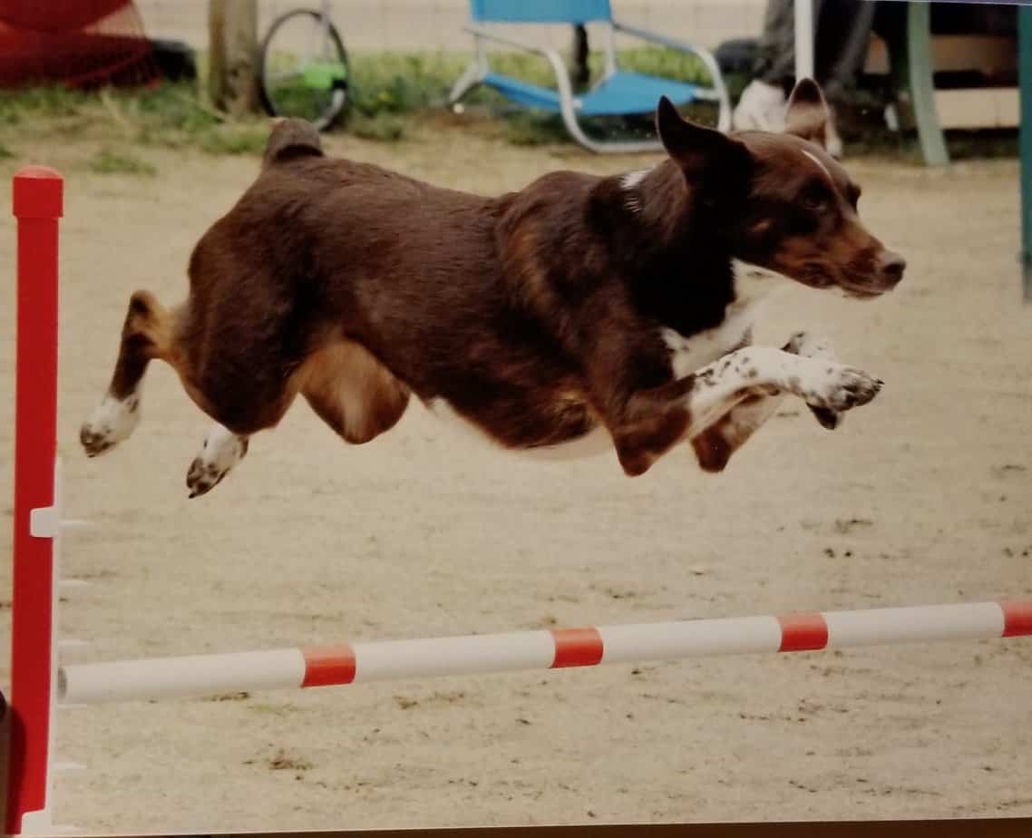 Agility dog going over a jump