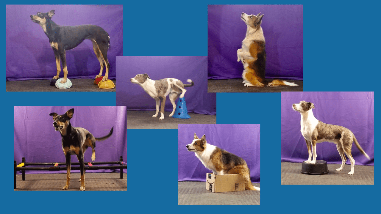 Dogs training for canine conditioning