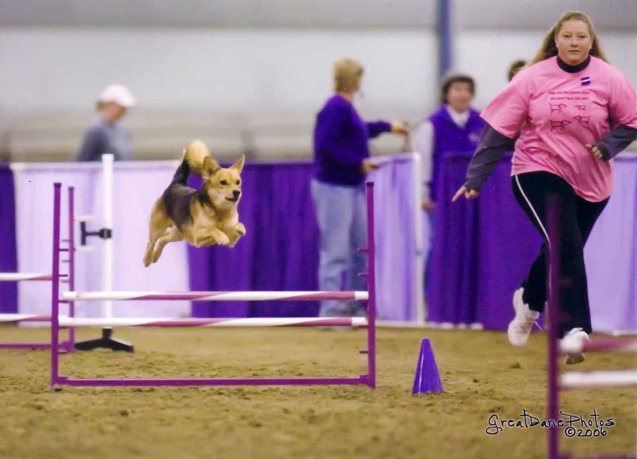 Want to Shave 2 Seconds Off Your Agility Course Time?  Try This One Change.