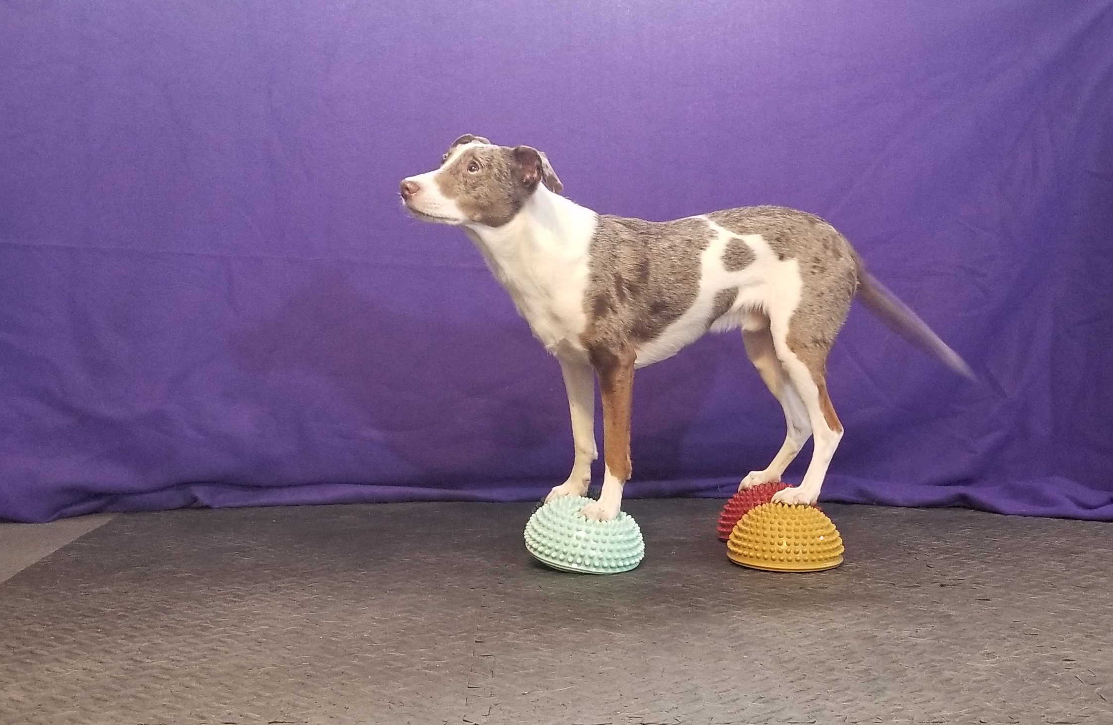 Trick Dog standing on paw pods