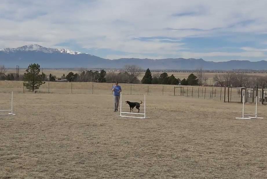 Agility dog training in a field