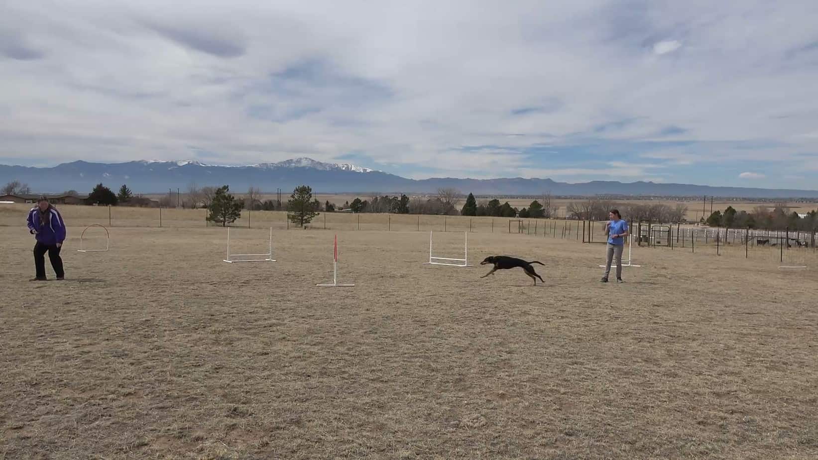 Agility dog working in a field