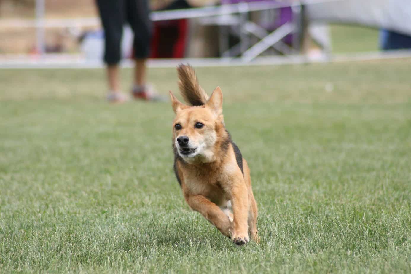 Dog running in field