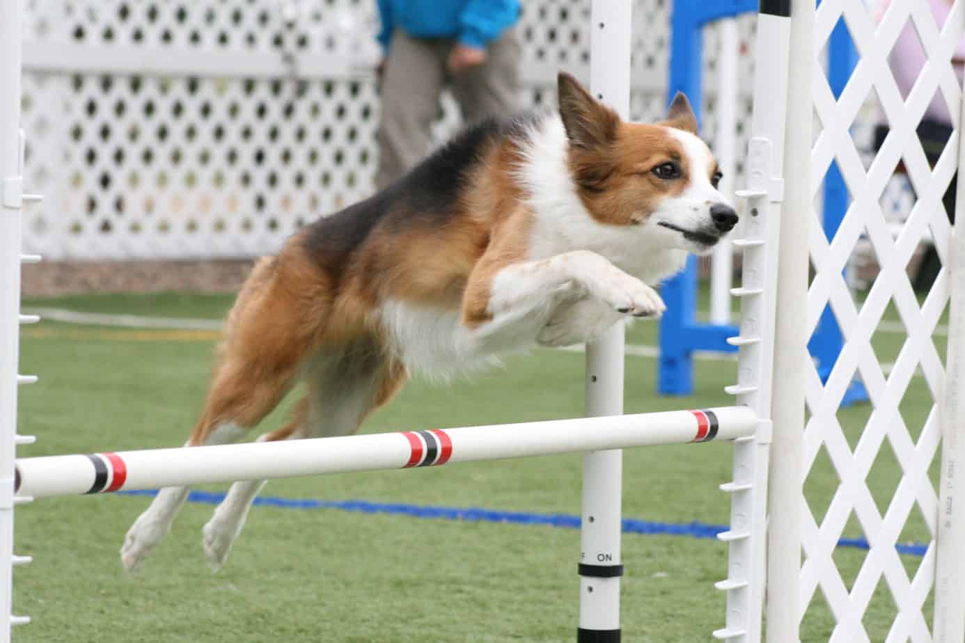 When Does Your Agility Dog Need the Next Cue?