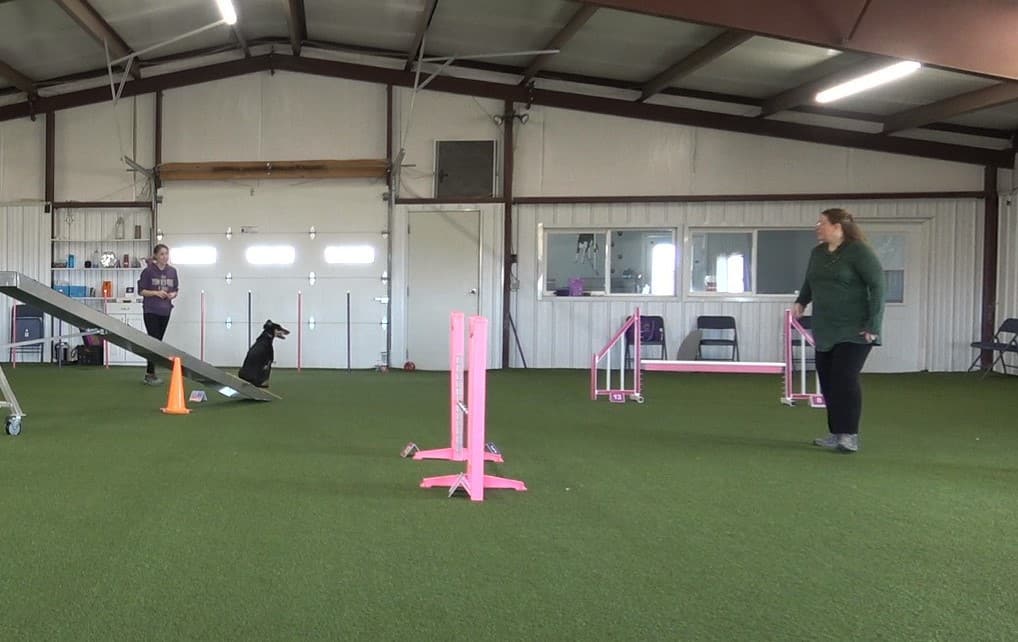 Two agility handlers training together