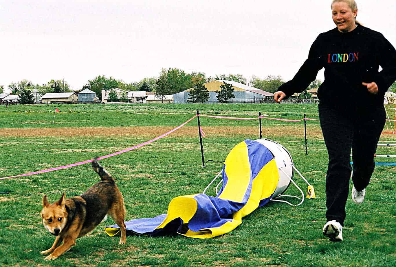 Agility dog exiting a chute