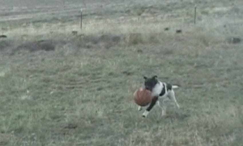 Agility dog running carrying a basketball