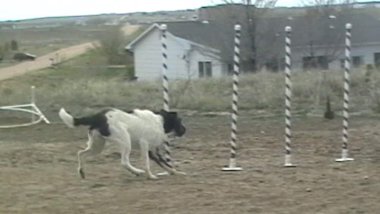 Agility Dog Entering the Weave Poles