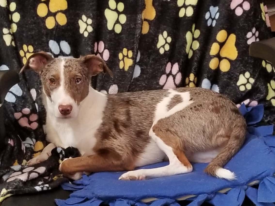 Trick dog in an office chair