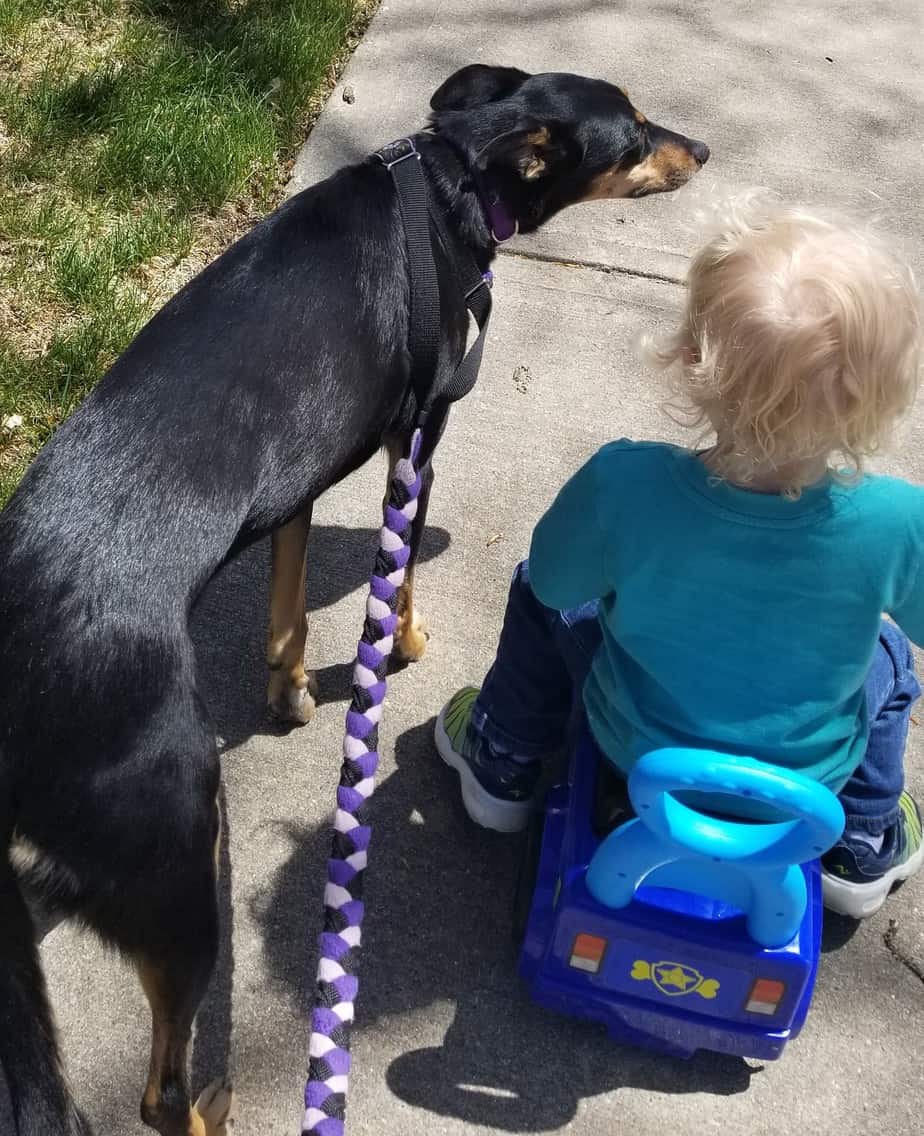 Agility dog walking next to a toddler on a ride-on toy