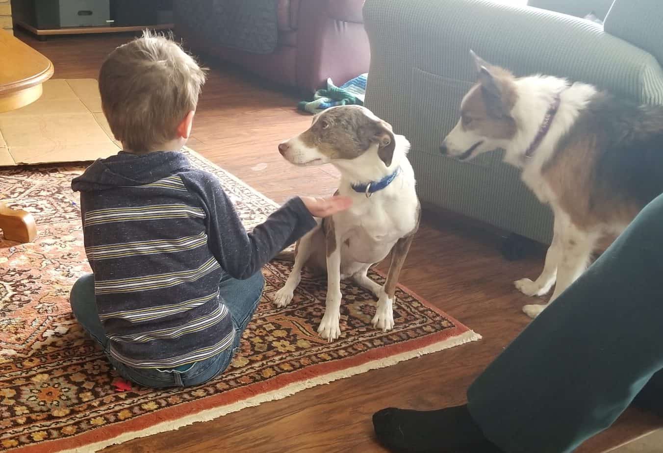 Dog-savvy child allowing a dog to come to him