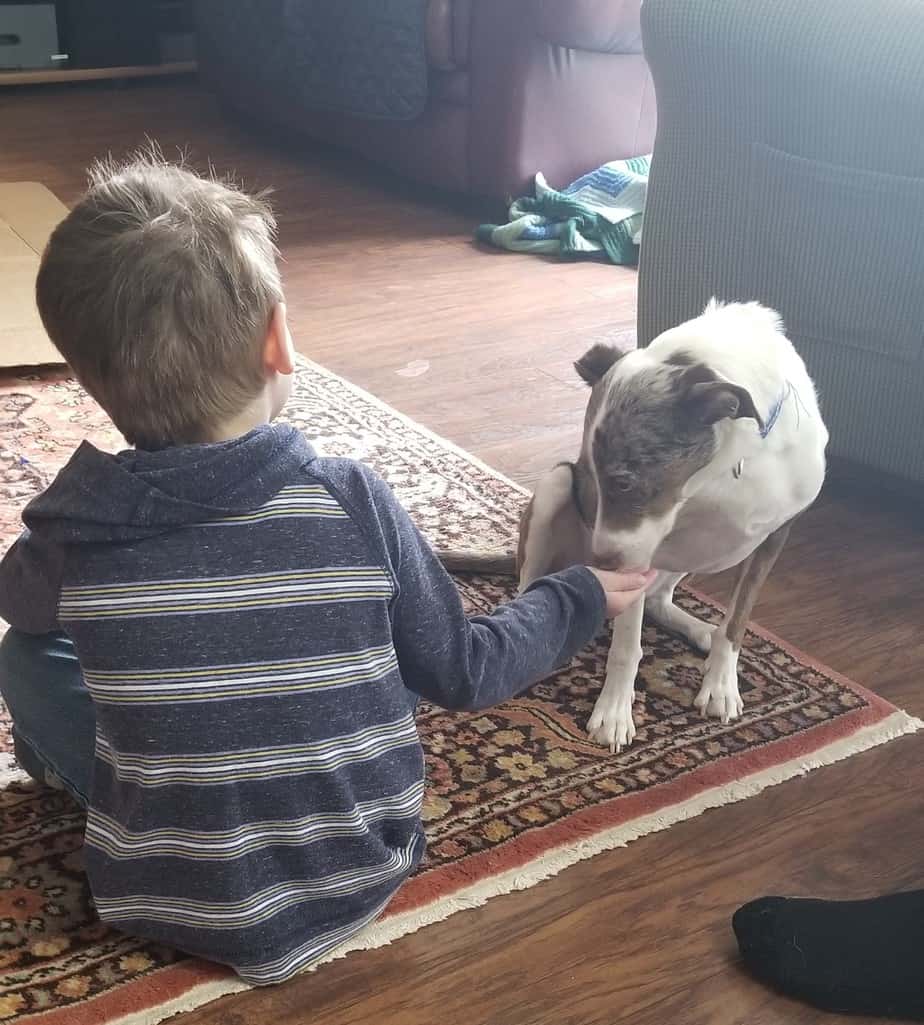 Scared trick dog sniffing a dog-savvy kid's hand