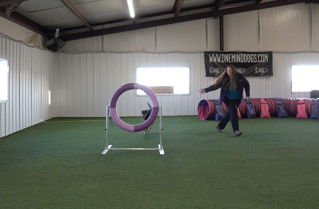 Dog taking the tire while handler runs with them