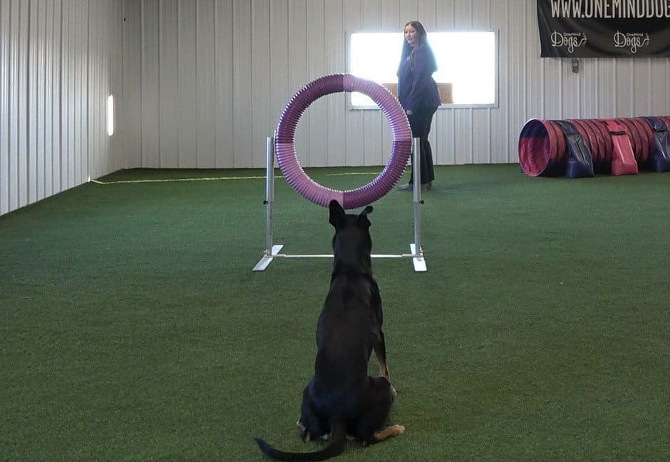 Agility dog waiting in front of a tire jump