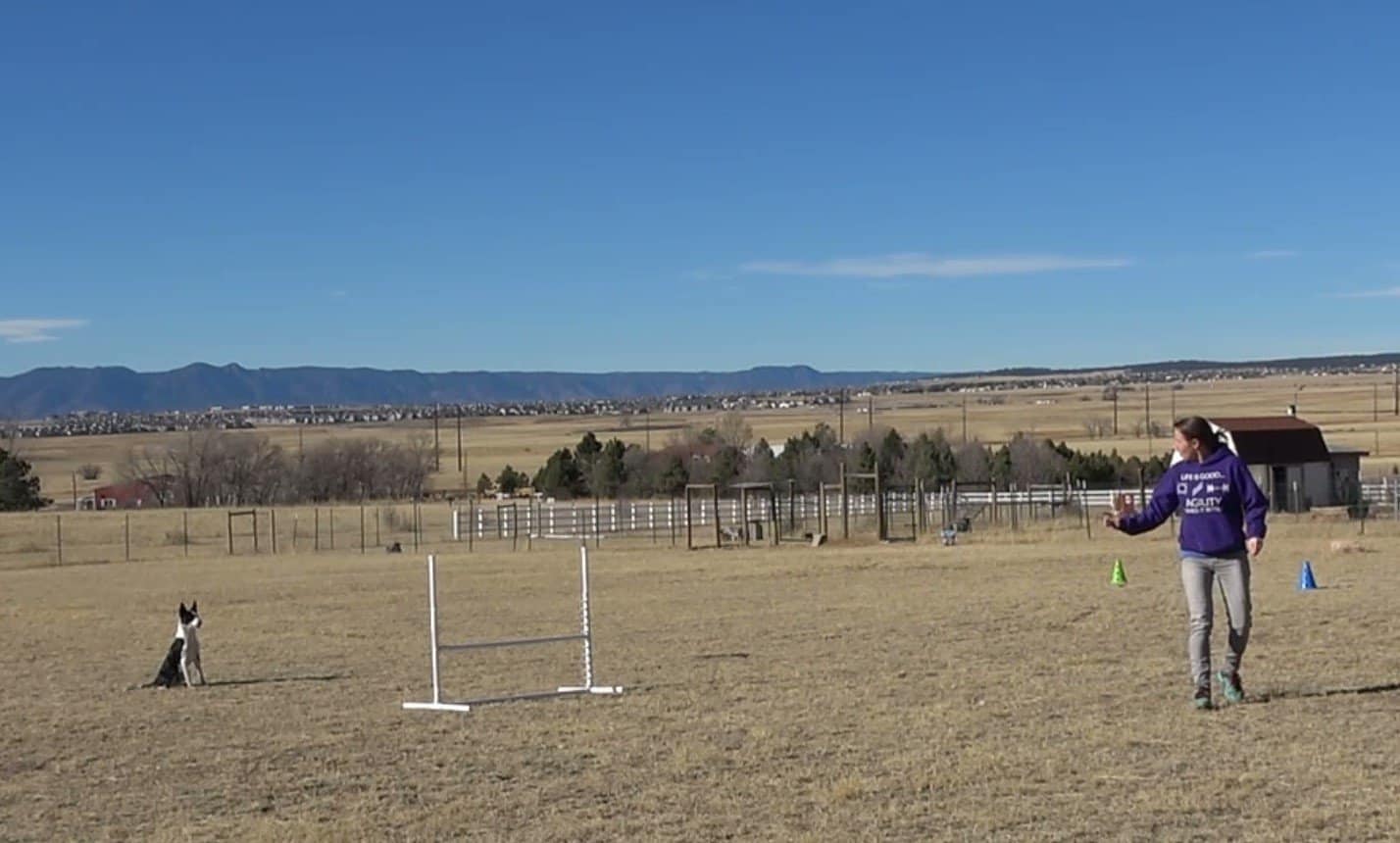 Dog in front of an agility jump