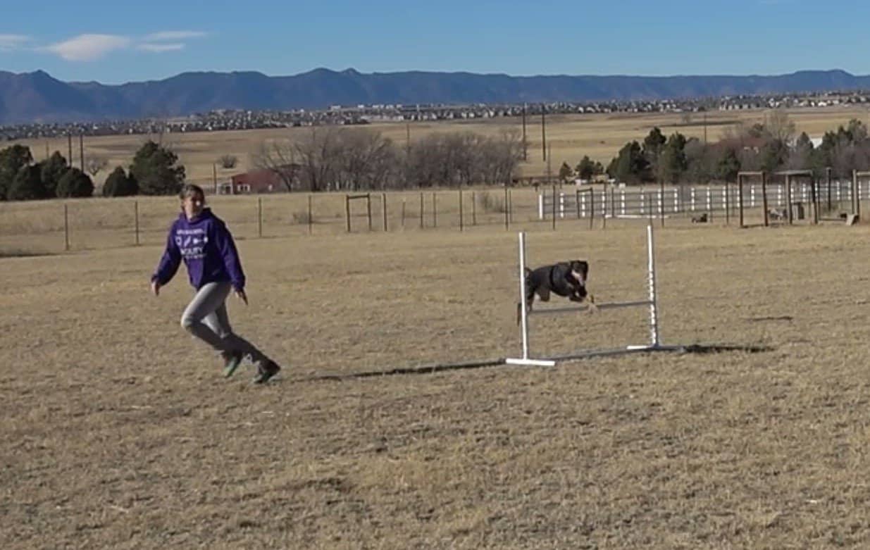 Dog agility handler moving away from a jump