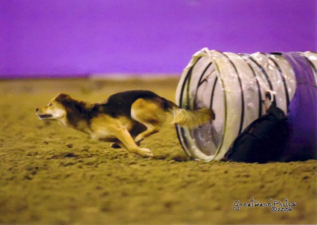 Agility dog coming out of a tunnel