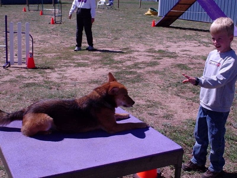 Little boy with agility dog on the table