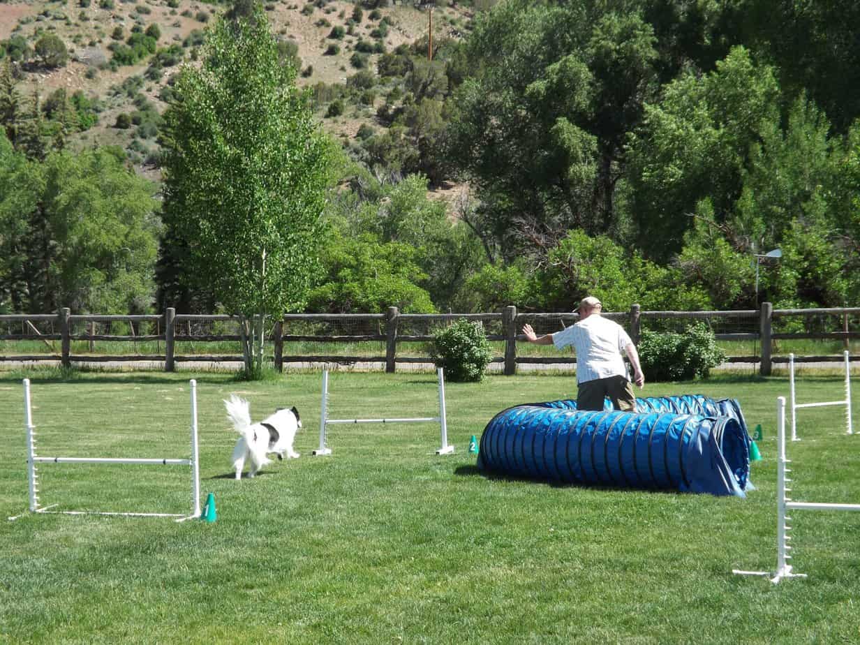 Dog agility handler layering the tunnel