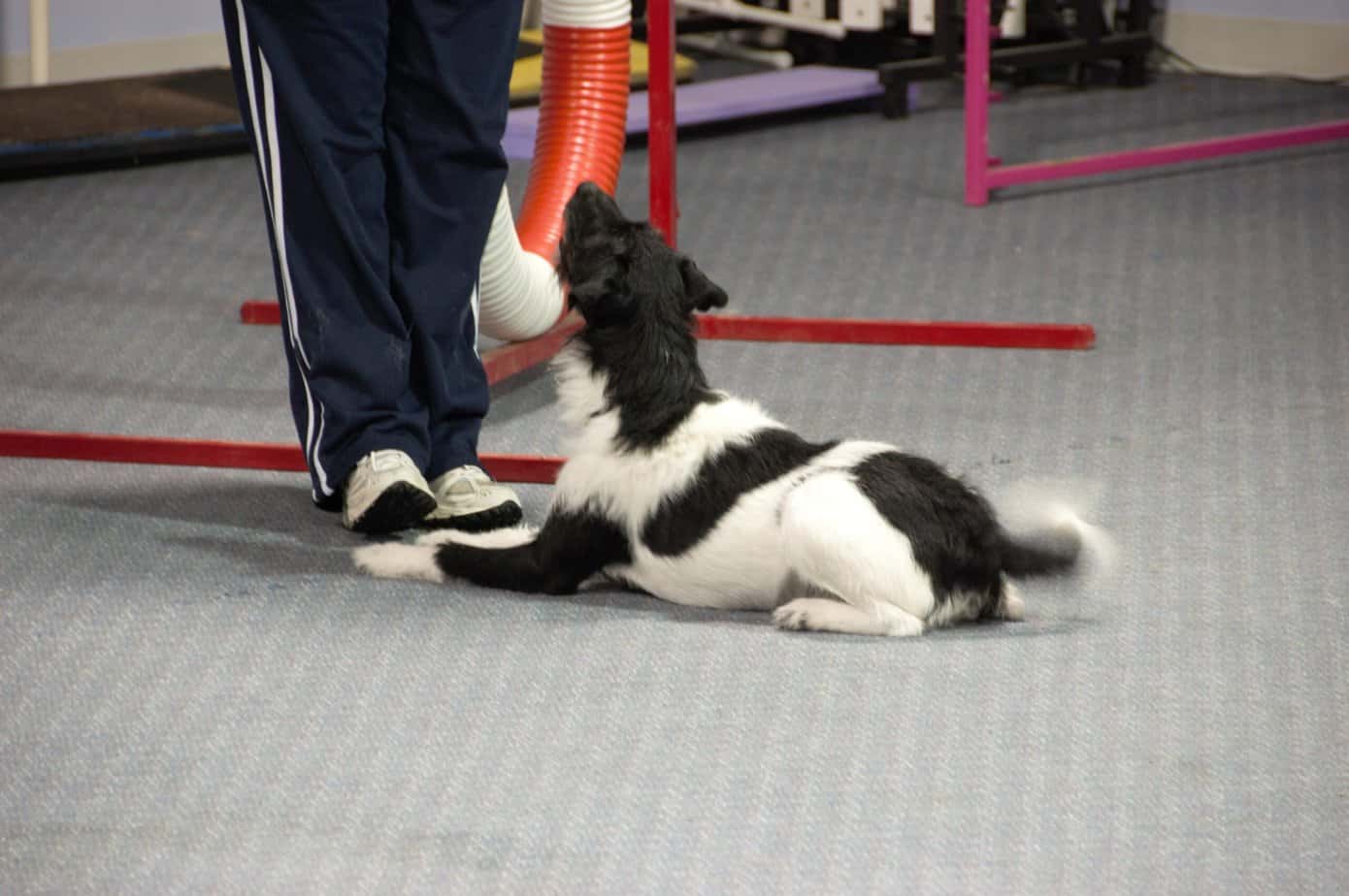 Agility dog looking up at handler