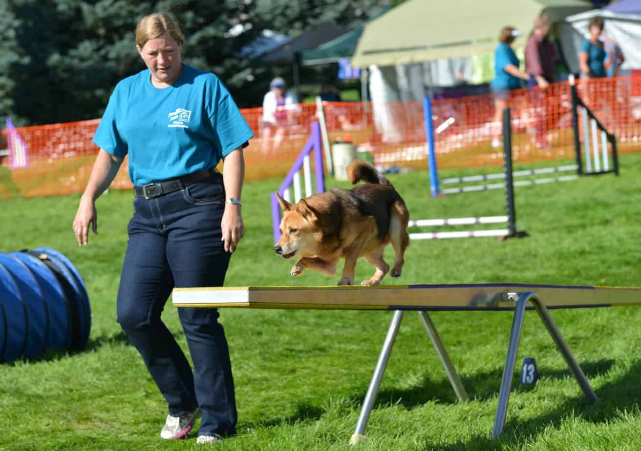 Agility dog completing teeter