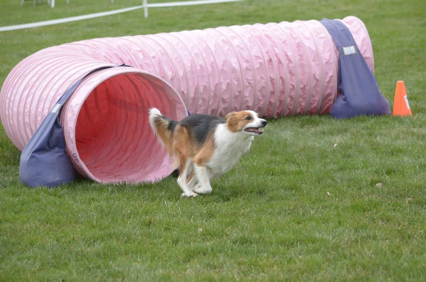 Agility Dog Exiting Tunnel