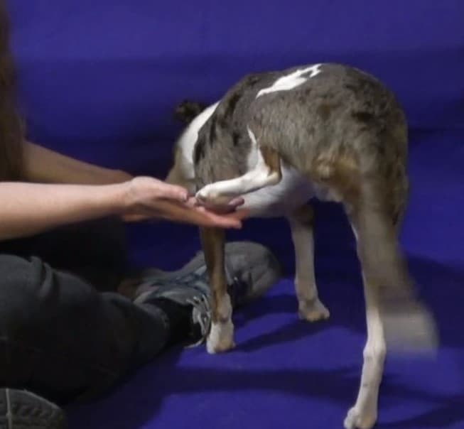 Trick dog putting rear foot in owner's hand