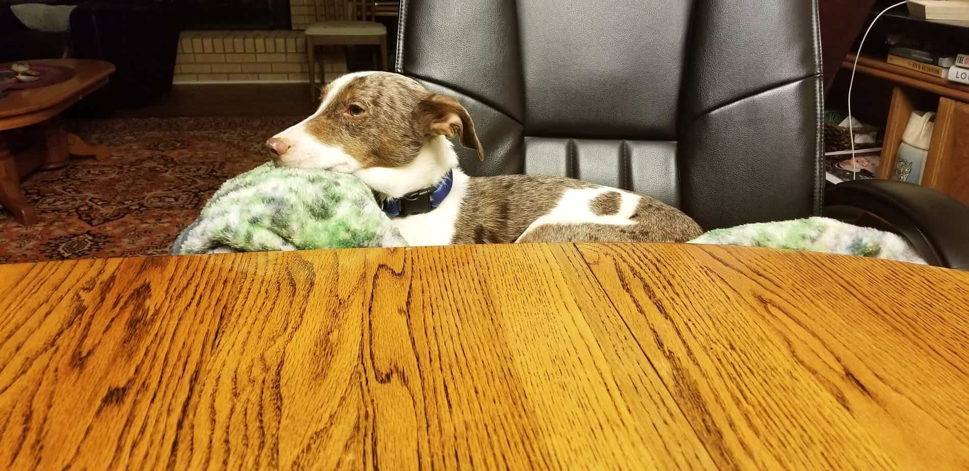 Agility dog in a chair